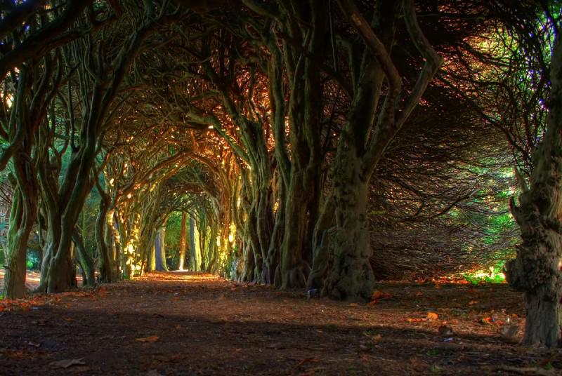 Fairytale tree tunnel by jacco55, All rights reserved